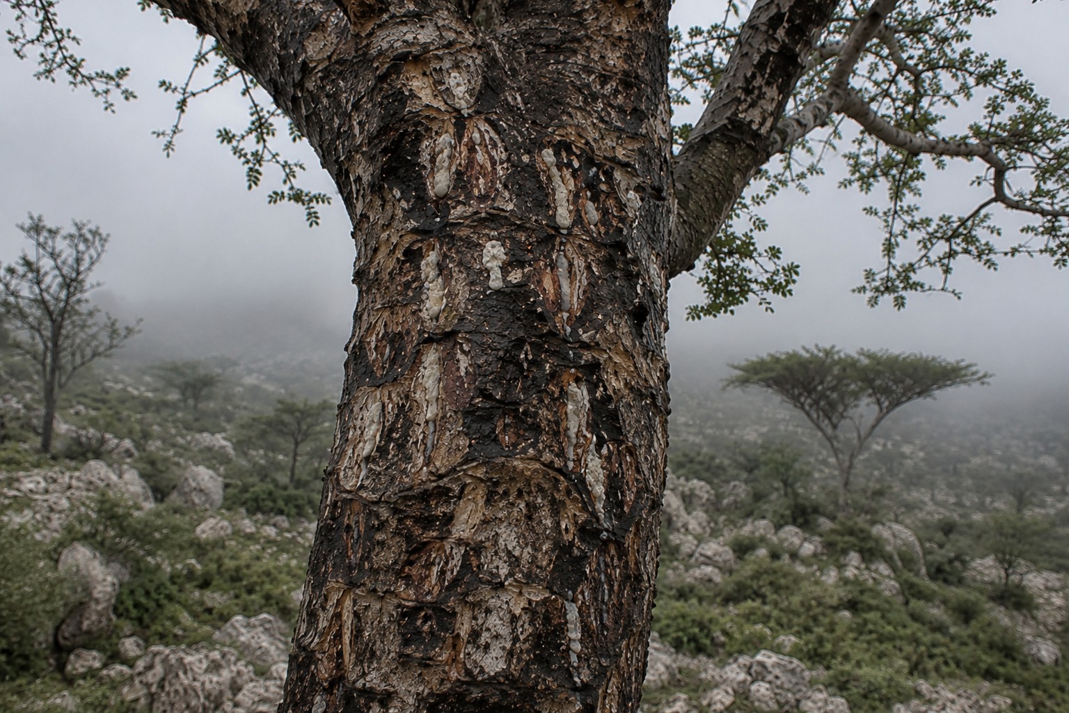 A mature Boswellia carteri tree with dense, overlapping tap scars and beads of resin, foggy rocky Horn of Africa highlands