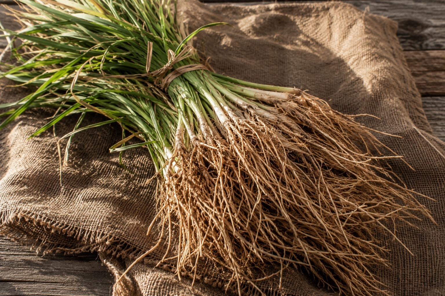 A bundle of freshly harvested vetiver roots with grassy tops attached, resting on burlap