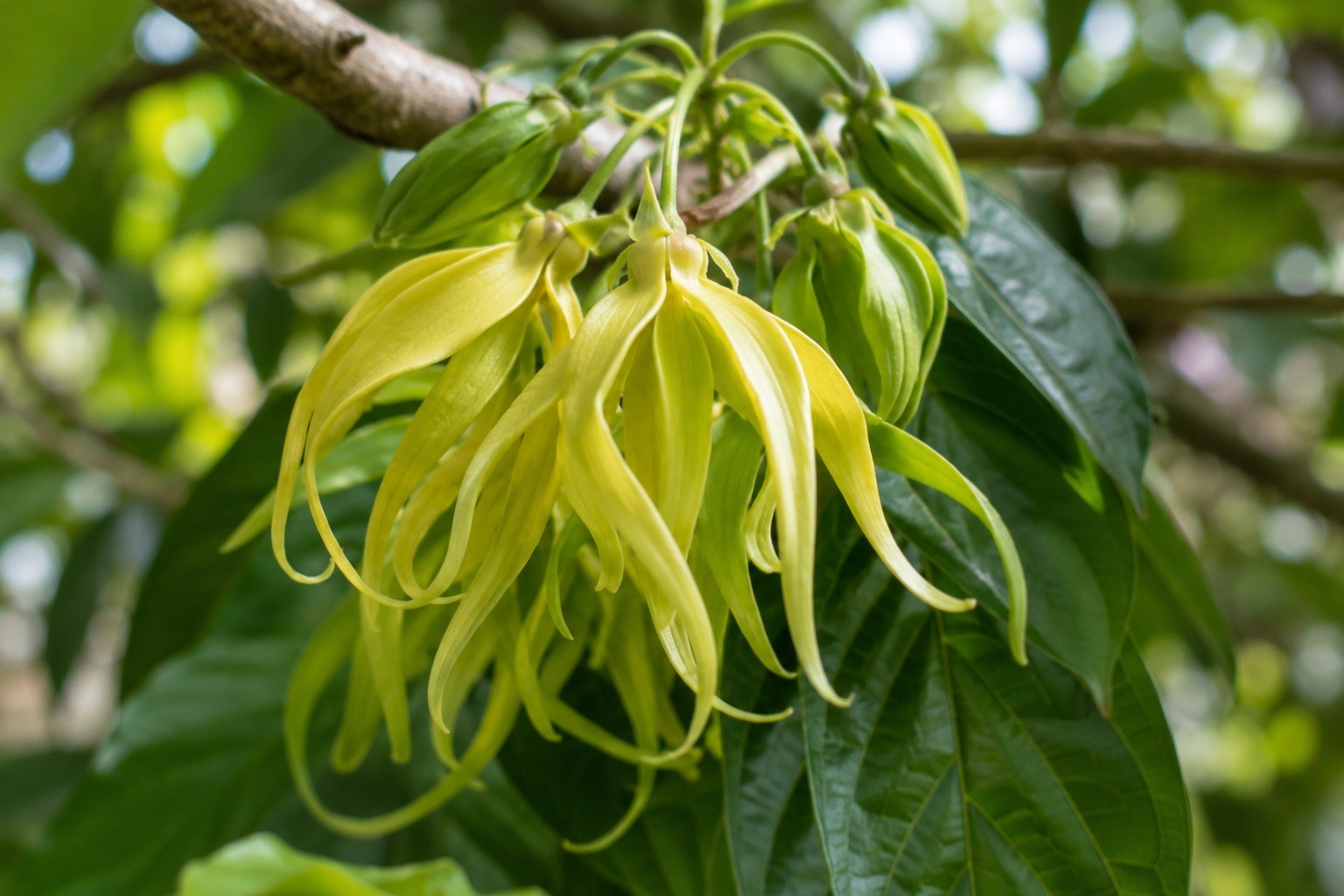 A cluster of ylang-ylang flowers on a branch, long drooping star-shaped pale yellow-green petals