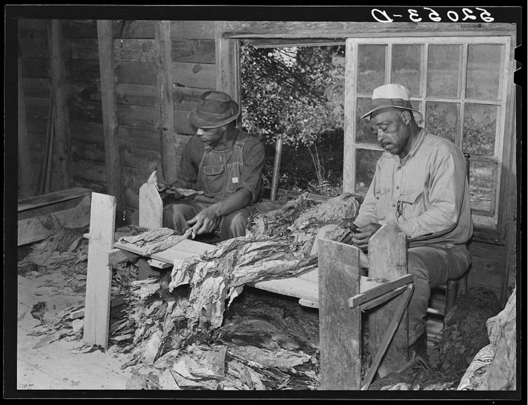 Two Black men grading and stripping tobacco leaf in a pack house, North Carolina