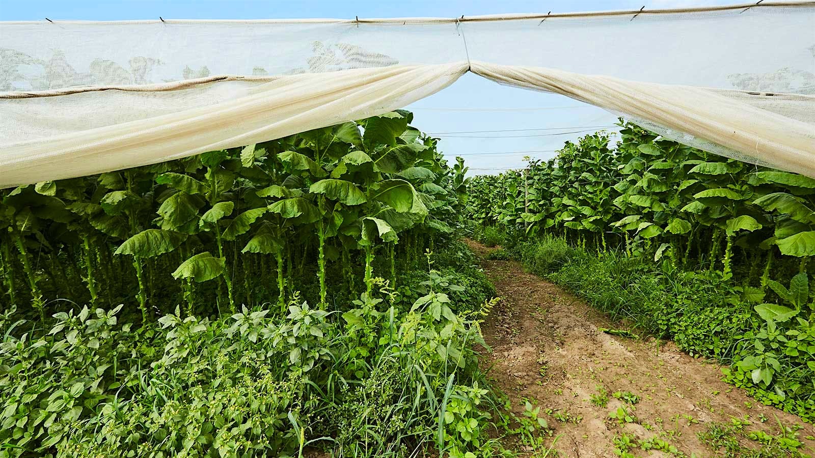 Connecticut shade tobacco fields under cheesecloth netting