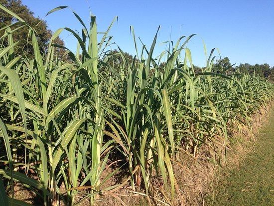 Richland Rum sugarcane fields, Georgia estate