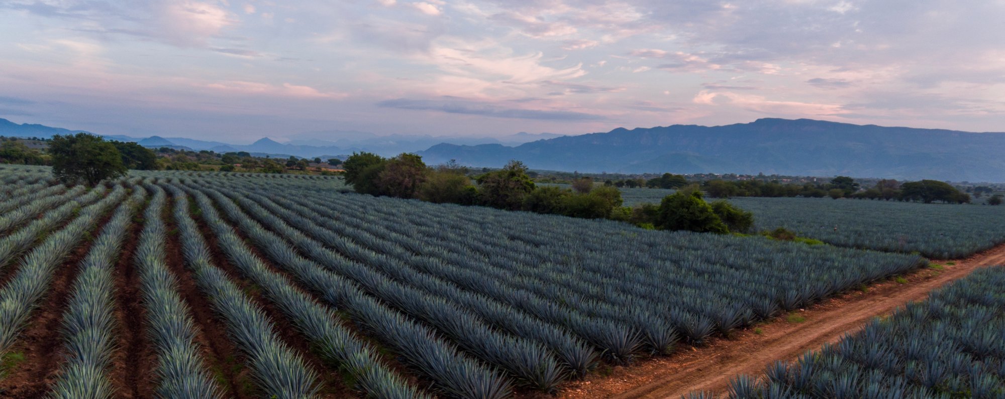 Rows of blue Weber agave running toward the hills of Jalisco, Mexico, in warm late-afternoon light